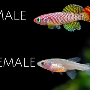 Yellow Korthaus Killifish (Nothobranchius korthausae), Locally Bred!