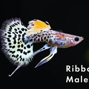 Yellow Leopard Guppy (Poecilia reticulata) – Tank Bred