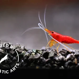 Yellow Nose Sulawesi Shrimp (Caridina sp.) – Bred by Aquatic Arts