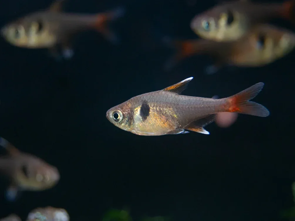 Yellow Phantom Tetra (Hyphessobrycon roseus) - Tank Bred - Image 2