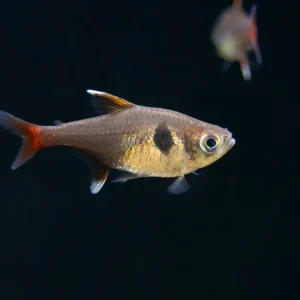 Yellow Phantom Tetra (Hyphessobrycon roseus) - Tank Bred