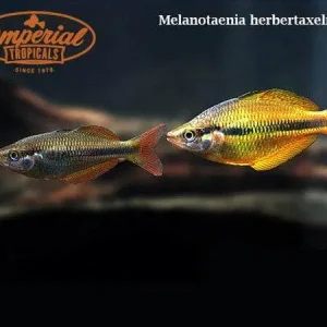 Yellow Rainbowfish
