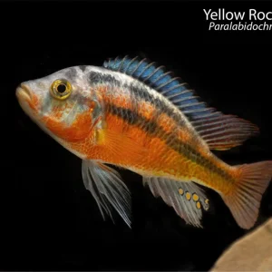 Yellow Rock Kribensis