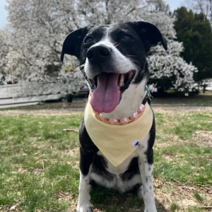 Yellow Seersucker Bandana