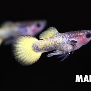 Yellow Short Body Glass Belly Guppy (Poecilia reticulata) – Tank Bred