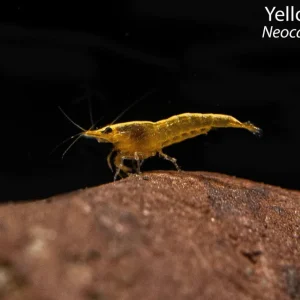 Yellow Shrimp