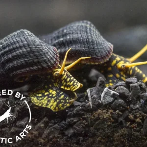 Yellow Spotted Giant Sulawesi Rabbit Snail (Tylomelania patriarchalis), BREDBY: AQUATIC ARTS