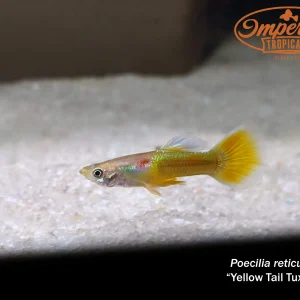 Yellow Tail Tuxedo Guppy