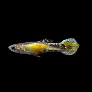 Yellow Tiger Endlers Guppy (Poecilia wingei) Tank Bred