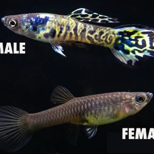 Yellow Tiger Endler's Livebearer (Poecilia wingei), Tank-Bred