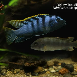 Yellow Top Mbamba