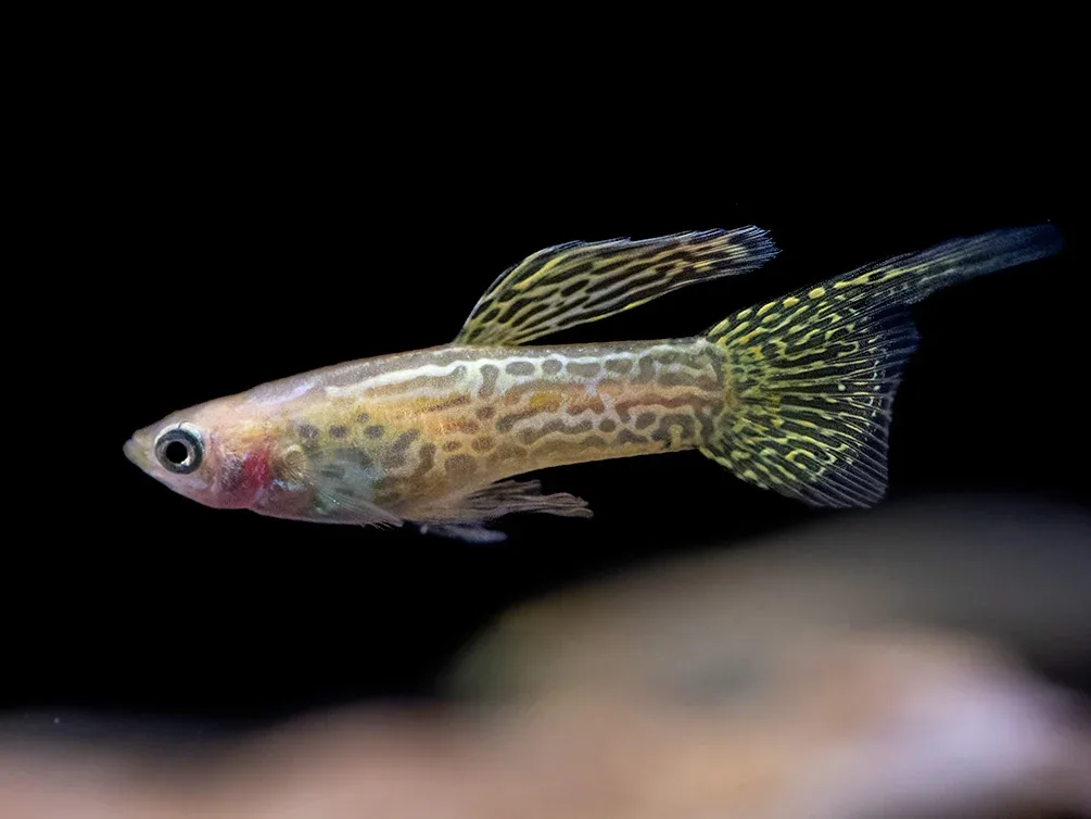 Yellow Top Swordtail Guppy (Poecilia reticulata), Tank-Bred! - Image 2