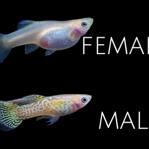 Yellow Top Swordtail Guppy (Poecilia reticulata), Tank-Bred!