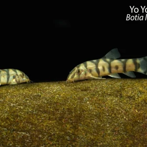 Yo Yo Loach