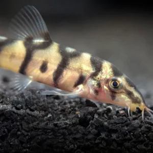 Yo-Yo Loach (Botia almorhae)