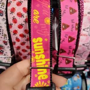 You Are My Sunshine Nylon Dog Collar