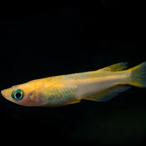 Youkihi Medaka Orange Ricefish aka Japanese Ricefish/Killifish (Oryzias latipes var. "Youkihi"), Tank-Bred
