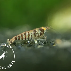 Zebra Babaulti Shrimp (Caridina cf. babaulti), BREDBY: Aquatic Arts