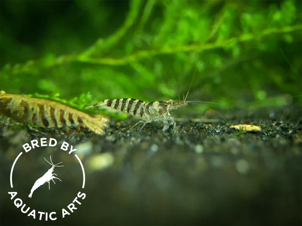 Zebra Babaulti Shrimp (Caridina cf. babaulti), BREDBY: Aquatic Arts - Image 2