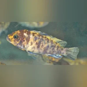 Zebra Cichlid Orange Blotch