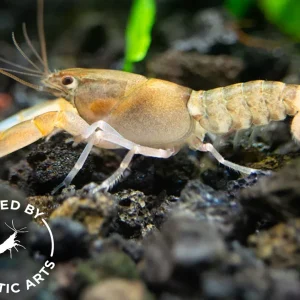 Zebra Crayfish (Cherax peknyi), BREDBY: Aquatic Arts