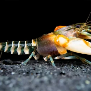 Zebra Crayfish (Cherax peknyi)