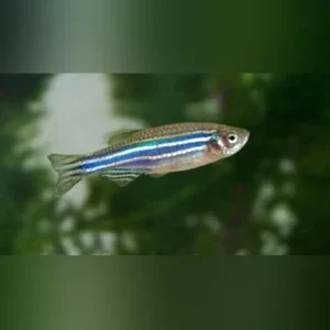 Zebra Danio