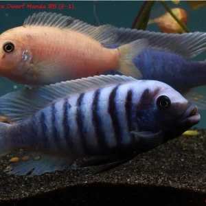 Zebra Dwarf Manda
