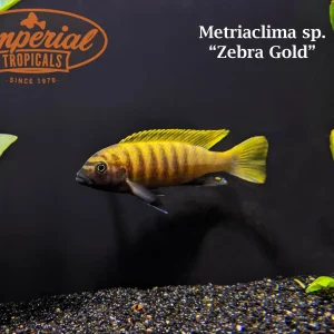 Zebra Gold "Kawanga"