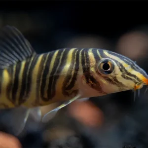 Zebra Loach (Botia striata)