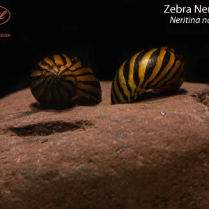 Zebra Nerite Snail