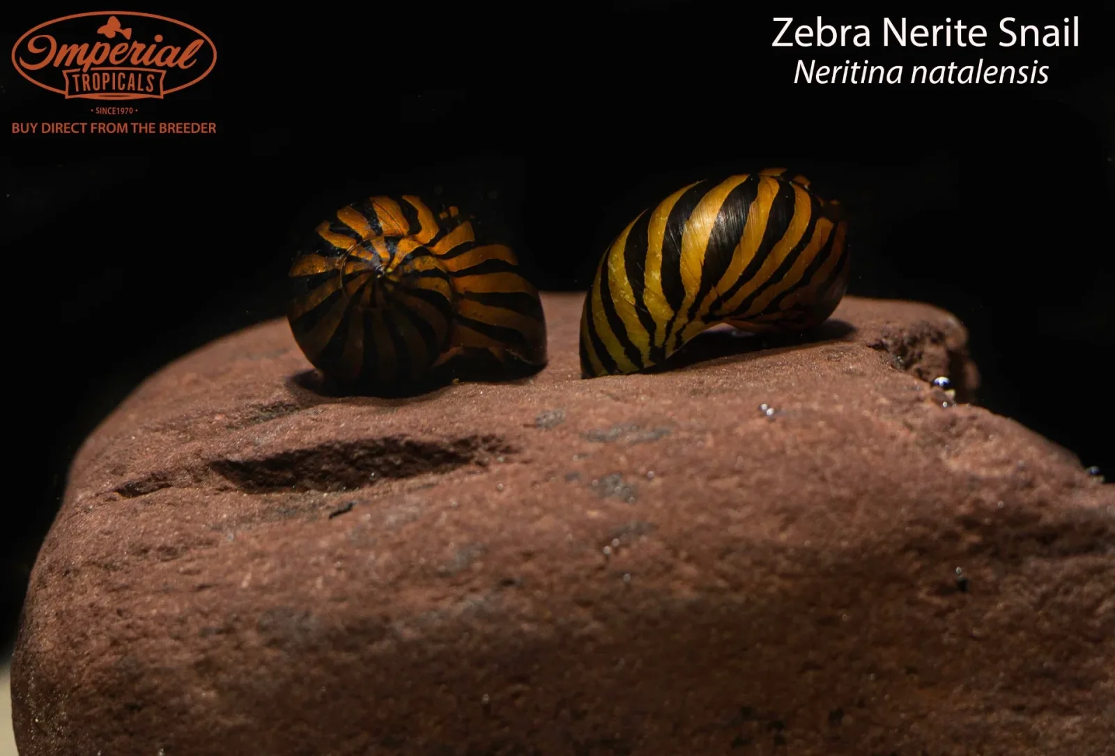 Zebra Nerite Snail
