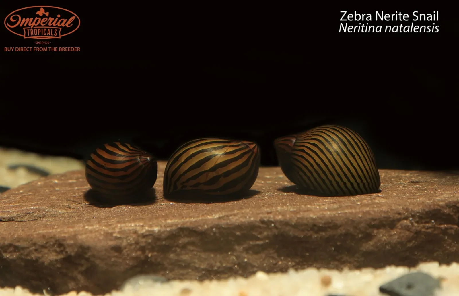 Zebra Nerite Snail - Image 2