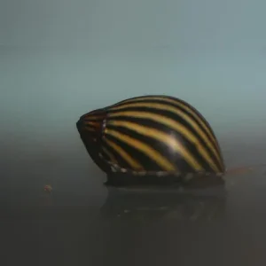 Zebra Nerite Snail