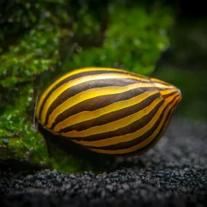 Zebra Nerite Snail (Neritina natalensis)