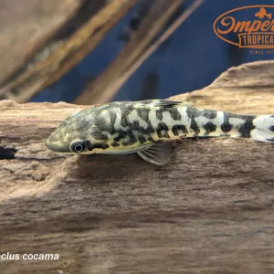Zebra Oto