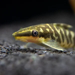 Zebra Otocinclus Catfish (Otocinclus cocama)