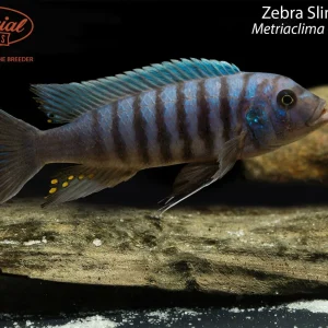 Zebra Slim OB