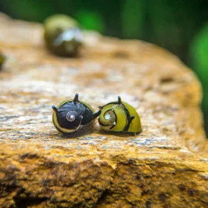 Zebra Thorn/Horn Nerite Snails (Clithon corona/diadema)