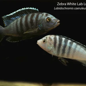 Zebra White Lab Lundo Island