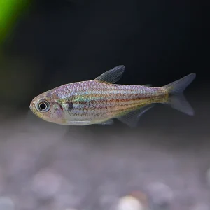 Zig Zag Tetra (Piabina argentea) – Tank-Bred