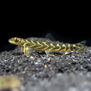 Zodiac AKA Batik Loach (Mesonoemacheilus triangularis)